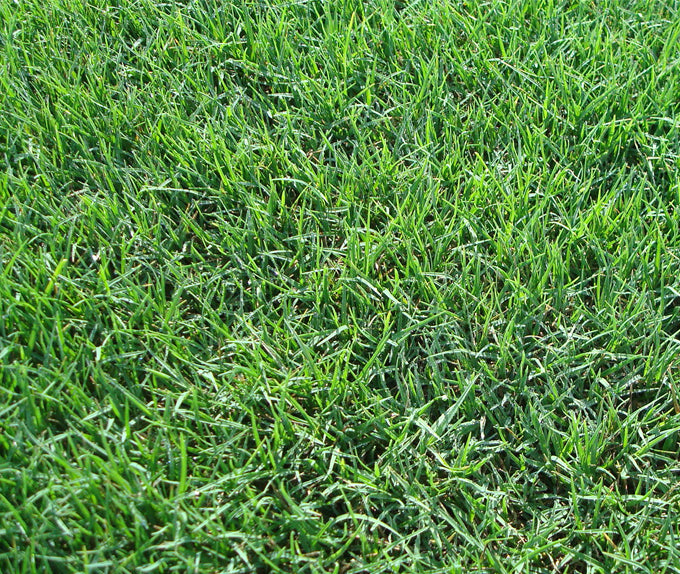 BERMUDA GRASS COMMON (HULLED & COATED) 50#