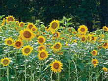 Load image into Gallery viewer, PERODOVIC SUNFLOWER SEED 50#