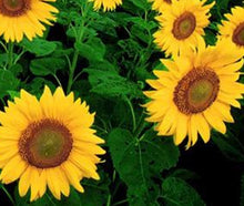 Load image into Gallery viewer, PERODOVIC SUNFLOWER SEED 50#