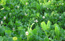 Load image into Gallery viewer, Imperial Fusion