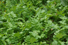 Load image into Gallery viewer, DAIKON RADISH 50#