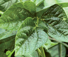 Load image into Gallery viewer, IRON & CLAY COW PEAS 50#