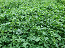 Load image into Gallery viewer, IRON & CLAY COW PEAS 50#