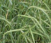 Load image into Gallery viewer, 50#