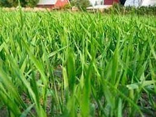 Load image into Gallery viewer, Bob Oats