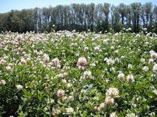 Load image into Gallery viewer, Arrowleaf Clover