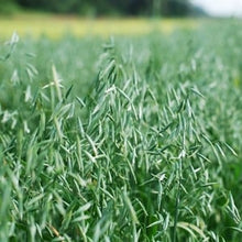 Load image into Gallery viewer, Bob Oats