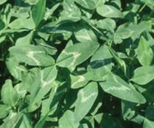 Load image into Gallery viewer, Arrowleaf Clover