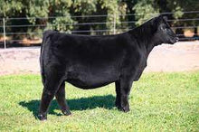 Load image into Gallery viewer, Showpride 13 Calf Developer 50#