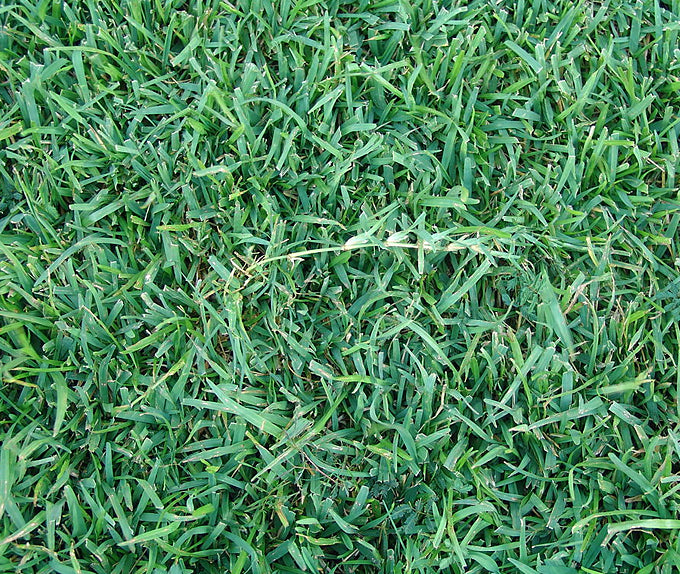plant centipede grass seed CENTIPEDE GRASS SEED