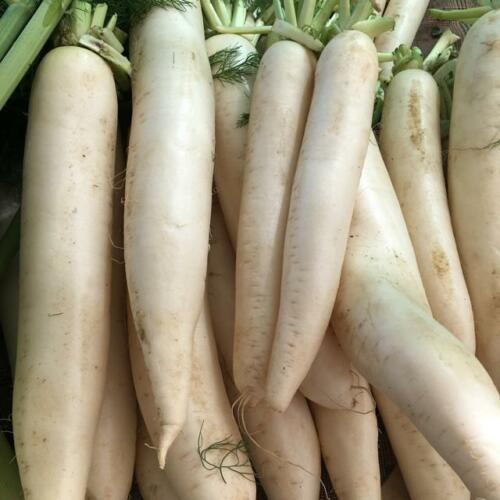 Daikon DAIKON RADISH 50# – O'NEAL'S FARM AND GARDEN