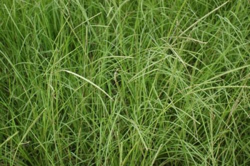 planting pensacola bahia grass seed PENSACOLA BAHIA (COATED) 50#