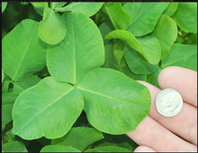 Load image into Gallery viewer, Imperial Whitetail Clover
