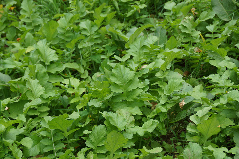 DAIKON RADISH 50# – O'NEAL'S FARM AND GARDEN