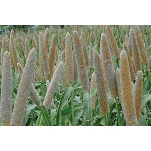 bajra plant PEARL MILLET HYBRID 50# *SPECIAL ORDER* – O'NEAL'S FARM AND GARDEN