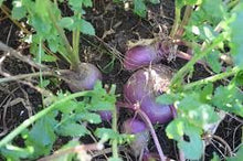 Load image into Gallery viewer, Turnips- Purple Top
